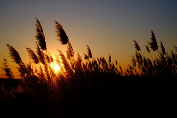 芦苇夕阳