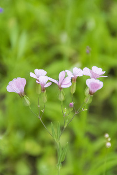 紫花