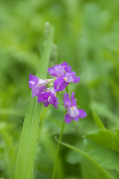 紫花