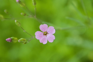 紫花