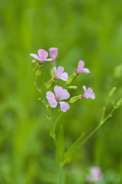 紫花