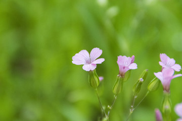 紫花