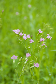 紫花