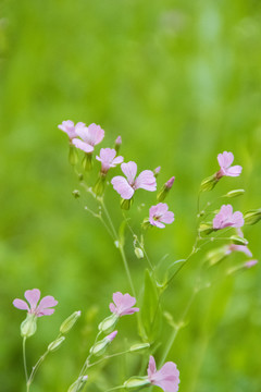 紫花