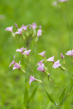 小野花