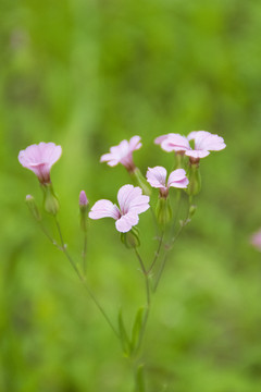 野花