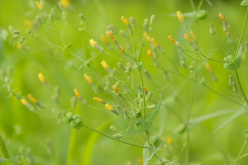 野草