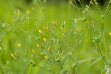 野草