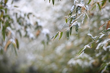 竹子与雪