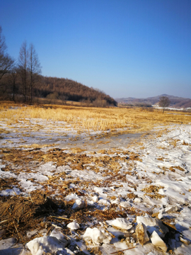 冰雪覆盖的稻田