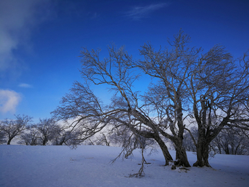 雾松雪景