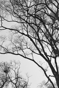 树枝黑白照片