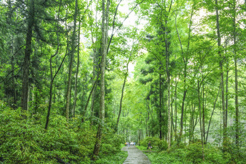 张家界山水风光树林森林