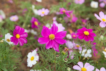 格桑花