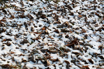 草地冰雪