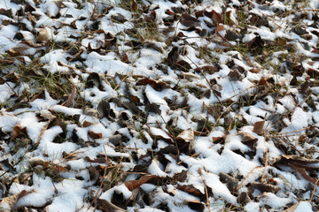 草地冰雪