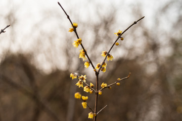 腊梅花开