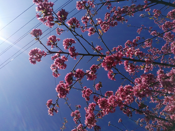 樱花