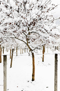 田原雪景