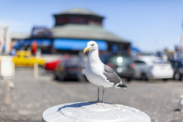 旧金山渔人码头呆萌可爱的海鸥