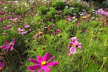 格桑花