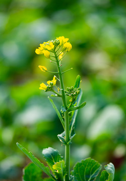 油菜花