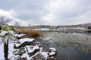 湿地雪景