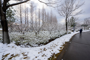 上海雪景