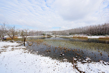 湿地雪景