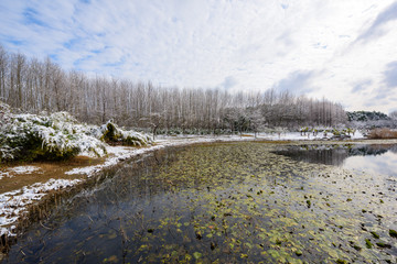 湿地雪景
