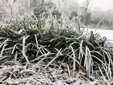 雪草