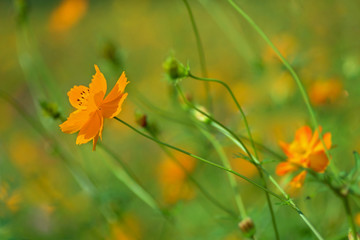 格桑花