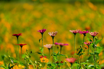 百日菊