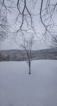 杭州太子湾雪景