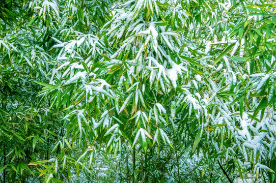 竹林雪景