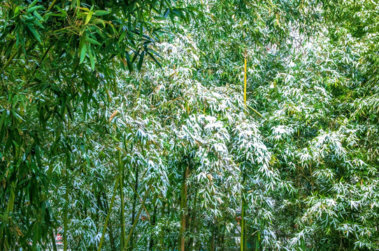 竹林雪景