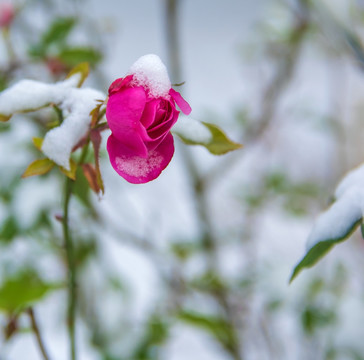 雪中花