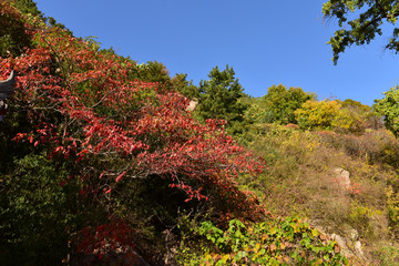 山坡秋色