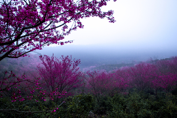 草山樱花谷