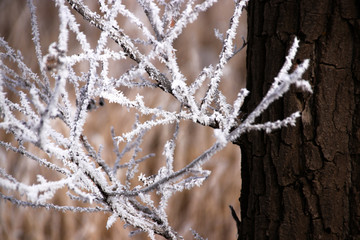 树枝结霜了