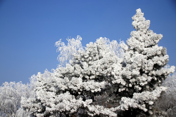 蓝天下雾挂的树枝