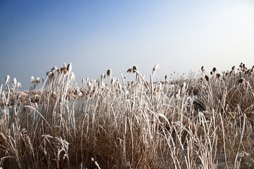 冬日结霜的枯草