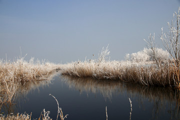 冬日湖泊芦苇的倒影