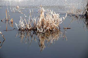 冬日湖泊芦苇的倒影