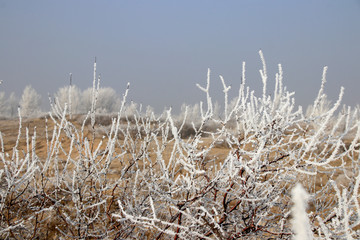 霜冻的枯草枝