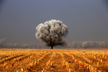 挂霜的树