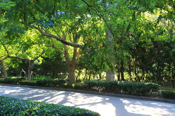 青岛行道树