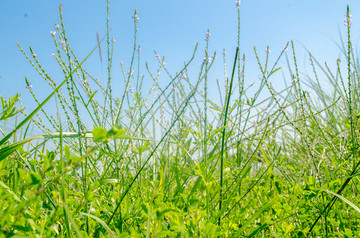 野草特写