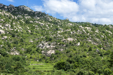 山坡绿悠悠