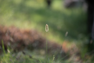 狗尾巴草特写